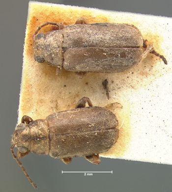 Media type: image; Entomology 17935   Aspect: habitus dorsal view